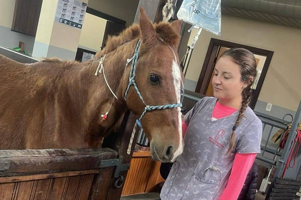 Cavalo resgatado de enchentes em Canoas se recupera em centro veterinário